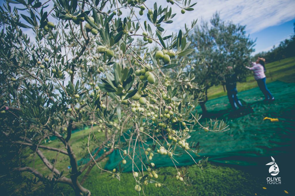 Olive Touch
